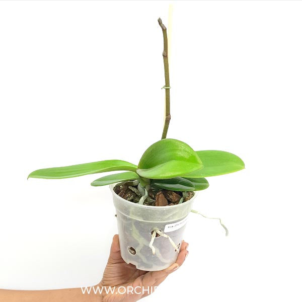 Phalaenopsis Piedra Orchid Plant - FF