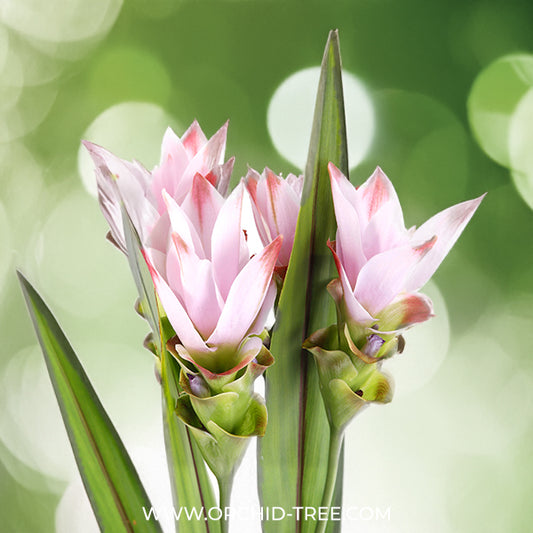 Curcuma - Siam Tulip - 3 Colours