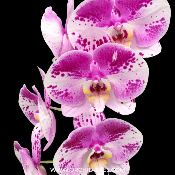 Phalaenopsis Pink Panda Orchid plant- FF