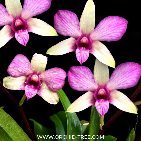 Beginner's Orchids – Orchid-Tree