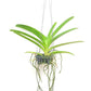 Vanda Boonyarit Pastel #23 Orchid Plant - BS