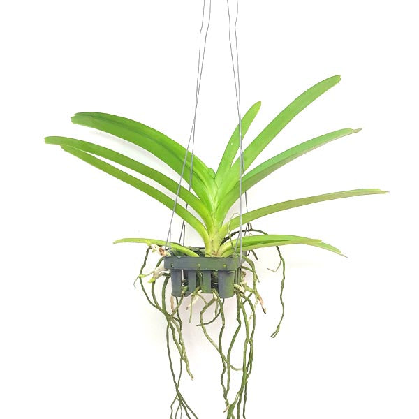 Vanda Boonyarit Pastel #23 Orchid Plant - BS