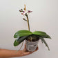 Phalaenopsis Red Peoker Orchid Plant - FF