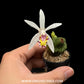 Pleione maculata sp (Miniature) - BS