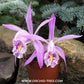 Pleione praecox sp. (Miniature) - BS