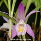 Pleione praecox sp. (Miniature) - BS