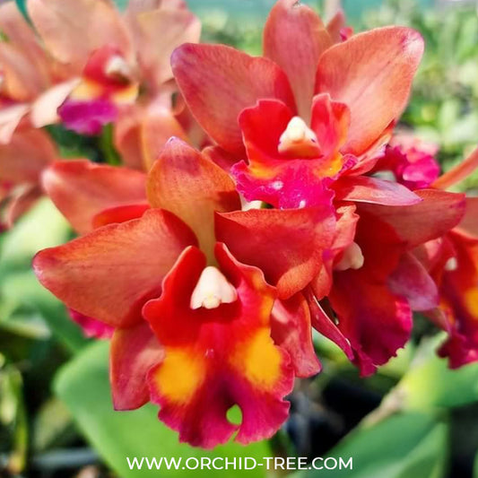 Cattleya (Rth.) Prakai Saed Orchid Plant -FF