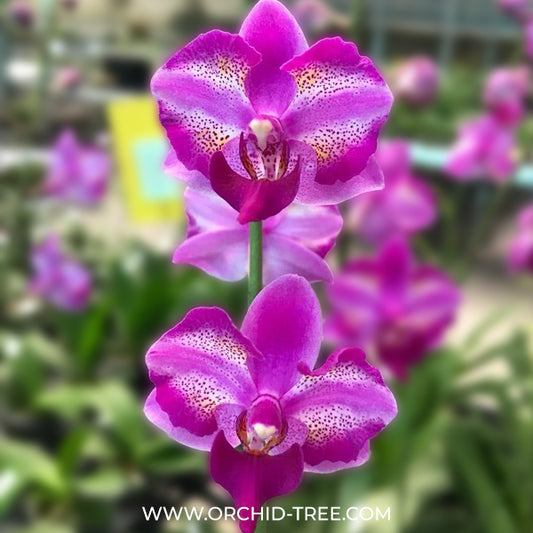 Phalaenopsis Purple Gem Miki Leopard Orchid Plant- BS