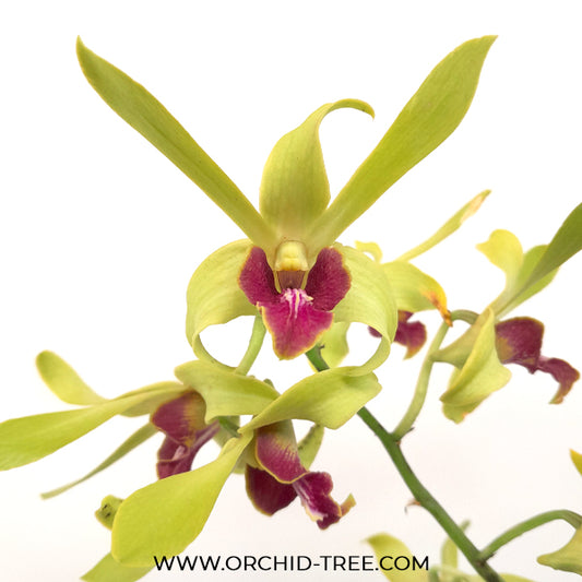 Dendrobium Yellow Rabbit RYU Orchid Plant - BS