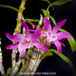 Dendrobium Rainbow Dance Orchid Plant (Miniature) - BS