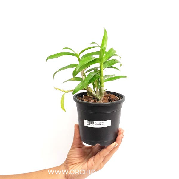 Dendrobium Rainbow Dance Orchid Plant (Miniature) - BS