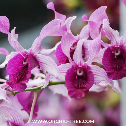 Dendrobium Indonesia Raya Red Orchid Plant - BS