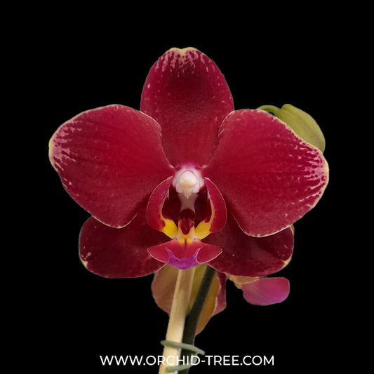 Phalaenopsis Red Coral - FF