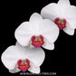 Phalaenopsis Red Eye Orchid Plant - FF