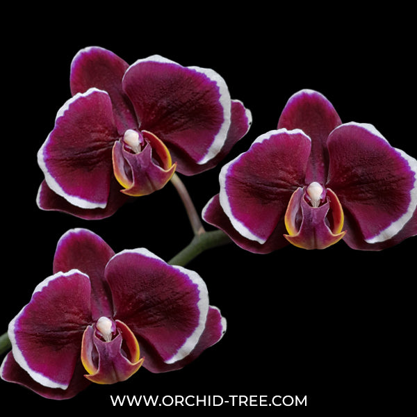 Phalaenopsis Rum Red Orchid Plant - BS