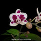 Phalaenopsis Red Peoker Orchid Plant - FF