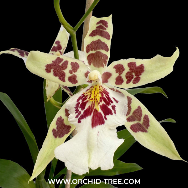 Oncidium Alicera. 'Renaissance White' Orchid Plant - BS