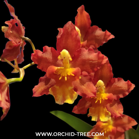 Oncidium (Wils.) Rising Sun 'Red Sun' Orchid Plant - BS