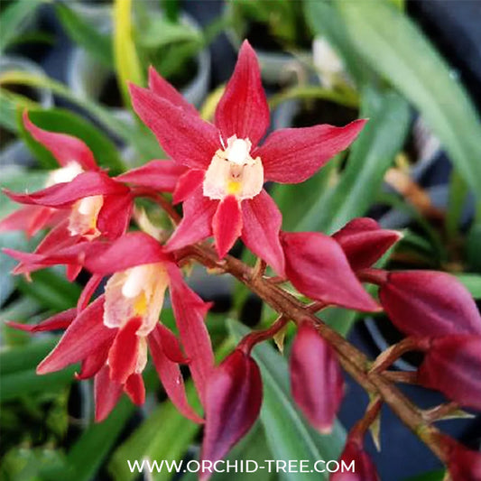 Rodridenia Woon Leng's Red Gem Orchid Plant - BS