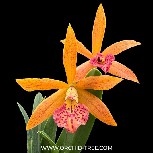 Cattleya Rustic Spots #2 Orchid Plant -BS