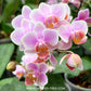 Phalaenopsis Santos Orchid Plants - FF