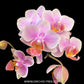 Phalaenopsis Santos Orchid Plants - FF