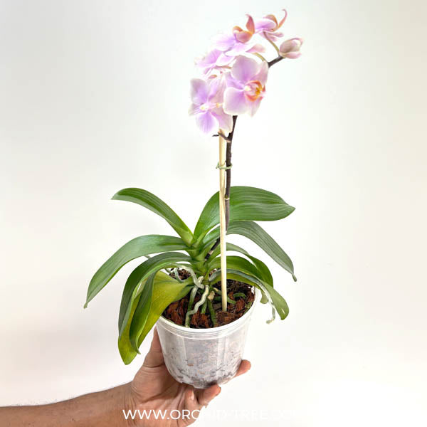 Phalaenopsis Santos Orchid Plants - FF