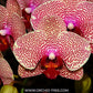 Phalaenopsis I-Hsin Sesame Orchid Plant - FF