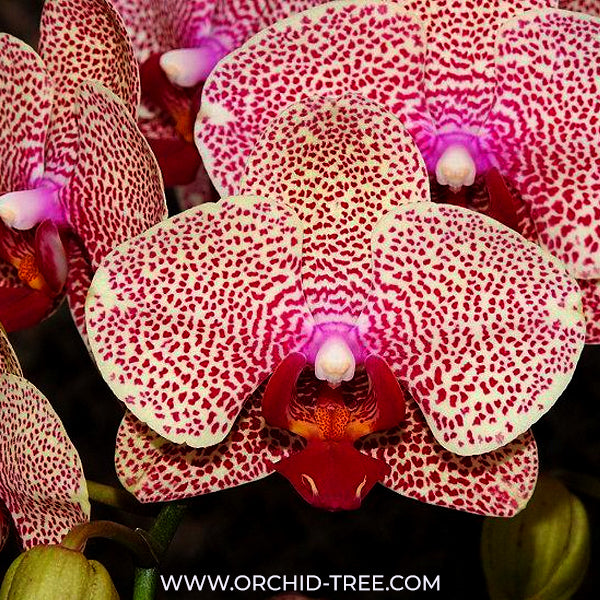 Phalaenopsis I-Hsin Sesame Orchid Plant - FF