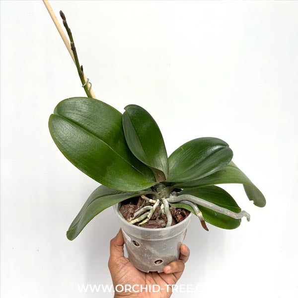 Phalaenopsis I-Hsin Sesame Orchid Plant - FF