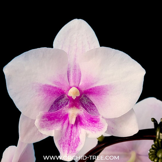 Phalaenopsis Orchids | Moth Orchid Colors Flower | Orchid-Tree