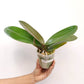 Phalaenopsis Shulong Cherry Orchid Plant - FF