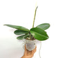 Phalaenopsis Shu Long Beauty 'TS3058' Orchid Plant - FF