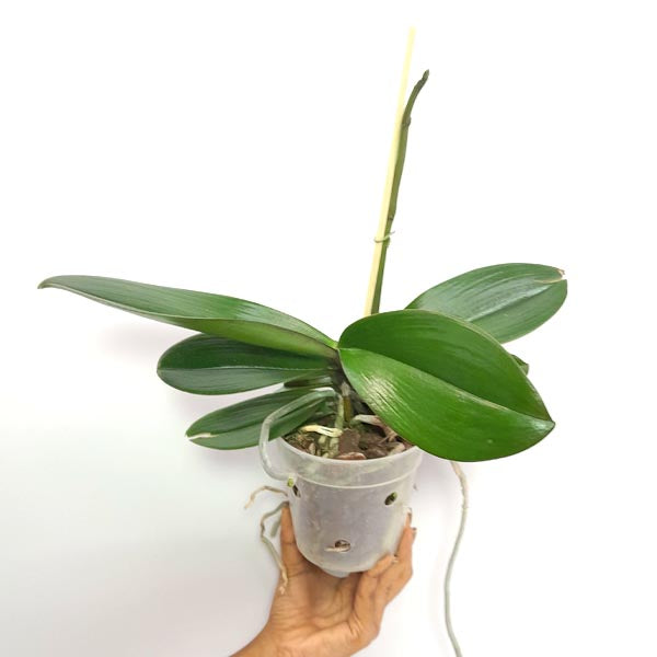 Phalaenopsis Shu Long Beauty 'TS3058' Orchid Plant - FF