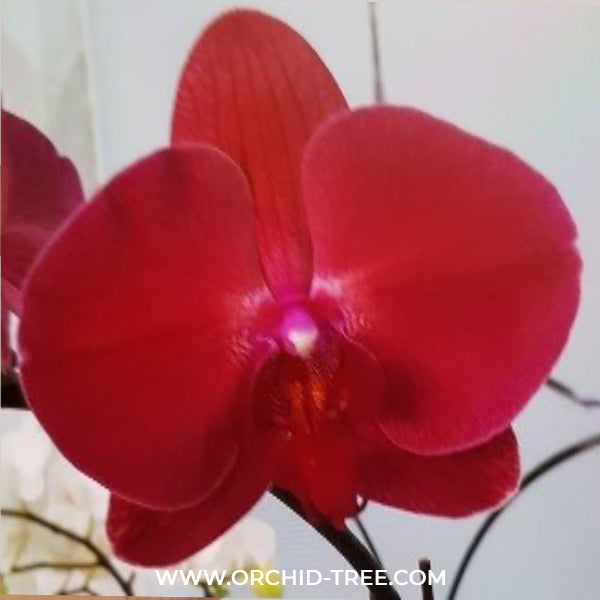 Phalaenopsis Shulong Cherry Orchid Plant - FF