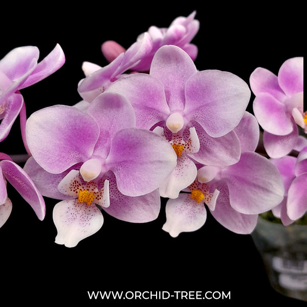 Orchid-tree 