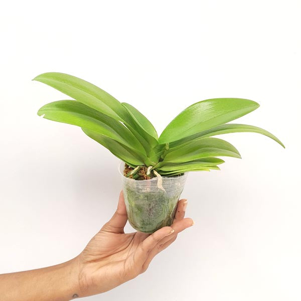 Phalaenopsis Shulong Violet Gem Orchid Plant- FF