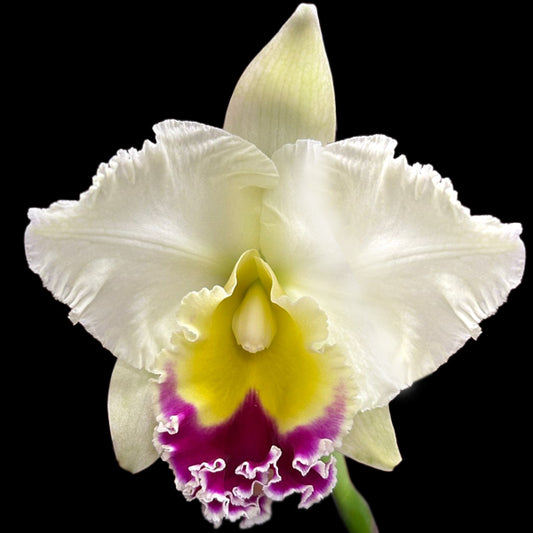 Cattleya Siam Pink Orchid Plant -BS