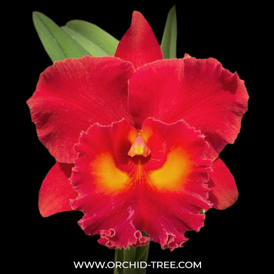 Cattleya (Rlc.) Siam Red Orchid Plant -BS