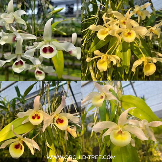 Dendrobium signatum x friedericksianum Orchid Plant - BS