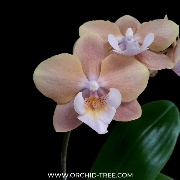 Phalaenopsis Fuller's Silk Touch Orchid Plant -FF