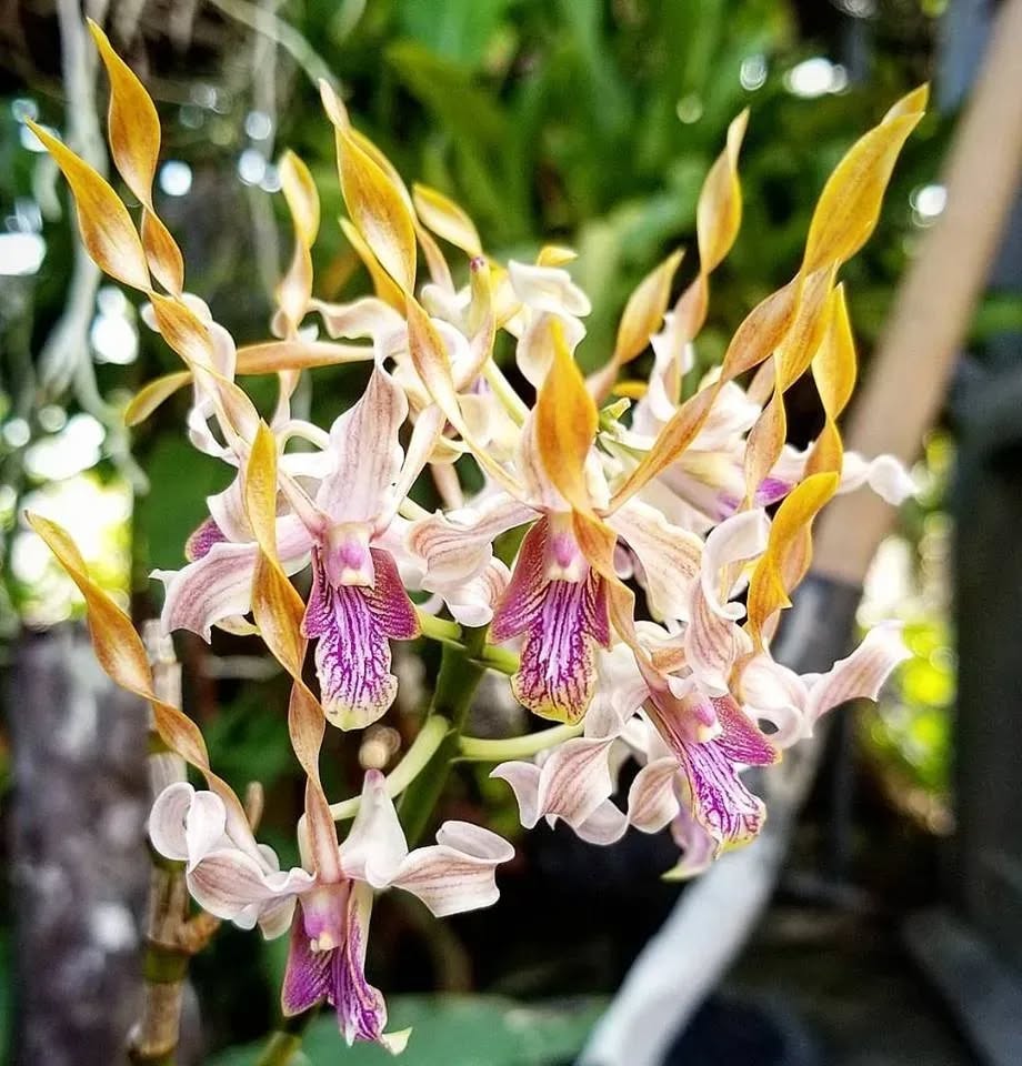 Dendrobium Jairak Helix Orchid Plant - MS