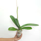 Phalaenopsis Sogo Yukidian V3 Orchid Plant - FF