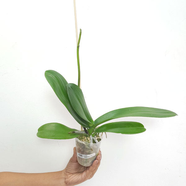 Phalaenopsis Sogo Yukidian V3 Orchid Plant - FF