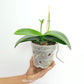 Phalaenopsis Sogo Watch Orchid Plant - FF