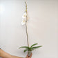 Phalaenopsis Sogo Yukidian V3 Orchid Plant - FF