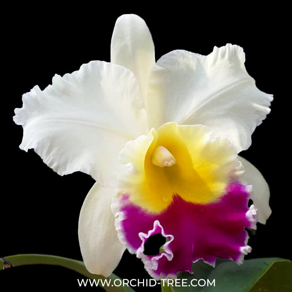 Cattleya (Rlc.) Song Kwae Gold #3 - BS