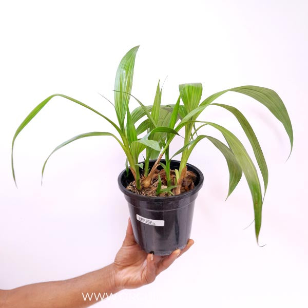 Spathoglottis White Red Lip Orchid Plant - BS