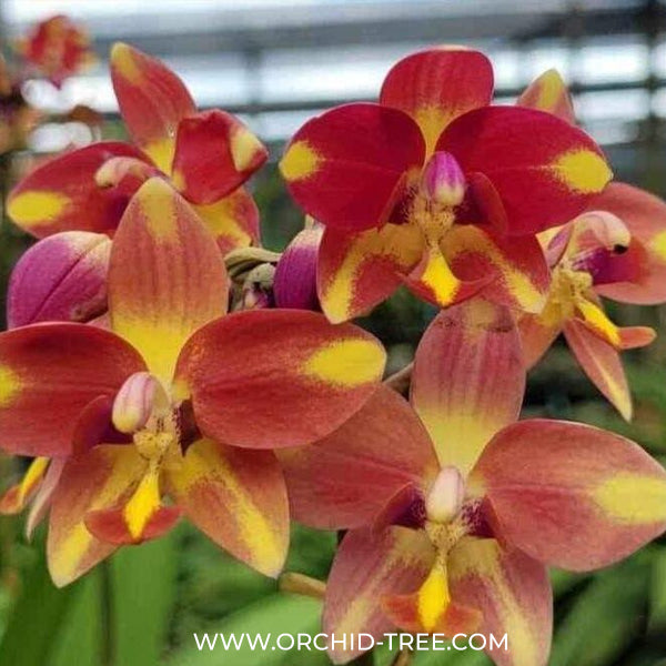 Spathoglottis Orange Fancy Orchid Plant - FF