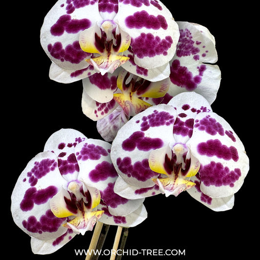 Phalaenopsis Spilled Ink Orchid Plant -FF